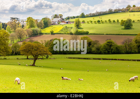 Champs verts dans Monmouthshire, Pays de Galles, Royaume-Uni, Europe. Banque D'Images