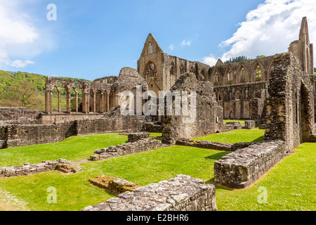Les ruines de l'abbaye de Tintern un monastère cistercien médiéval, Monmouthshire, Pays de Galles, Royaume-Uni, Europe. Banque D'Images