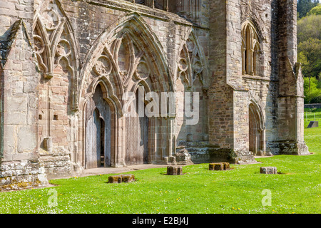 Les ruines de l'abbaye de Tintern un monastère cistercien médiéval, Monmouthshire, Pays de Galles, Royaume-Uni, Europe. Banque D'Images