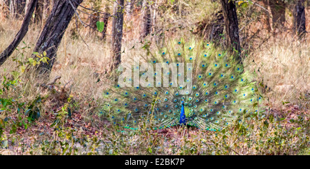 Peacock afficher les forêts, bandhavgarh national park le Madhya Pradesh Inde Asie Banque D'Images