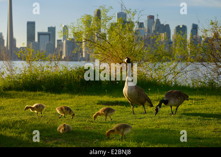 Paire accouplée monogames de bernaches du Canada avec cinq oisons sur l'île de Toronto with city skyline Banque D'Images