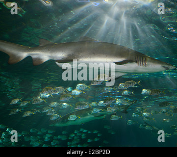 Nager avec les requins Tigre de sable de l'école de poissons Lookdown avec la lumière du soleil en streaming à partir de la surface Ripleys Aquarium Toronto Banque D'Images