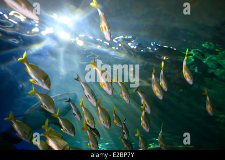 Face inférieure du thon obèse et bluestripe Snapper jaune sable avec haut-fond à la Tiger Sharks dans le soleil sous l'eau à la Ripleys Aquarium Toronto Banque D'Images