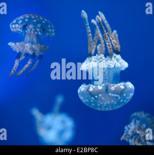 Lagoon Jelly ou tachetée gelées flottant et nageant contre un fond bleu dans Ripleys Aquarium Toronto Banque D'Images