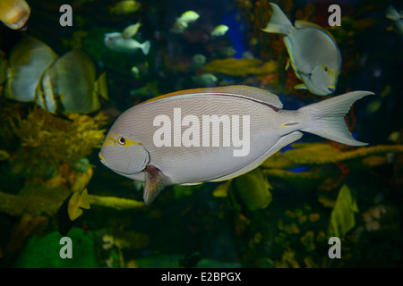 Masque jaune poisson chirurgien dans un aquarium de récifs coralliens avec d'autres poissons tropicaux ripleys aquarium toronto Banque D'Images