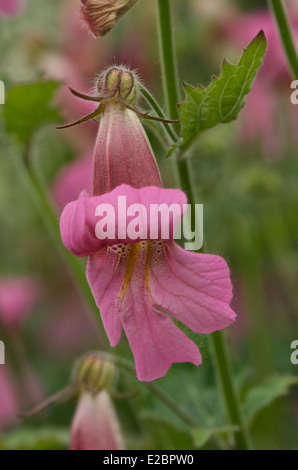 Rehmannia elata Banque D'Images