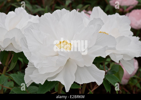 Grand arbre blanc pivoine - Paeonia suffruticosa 'Renkaku' Banque D'Images