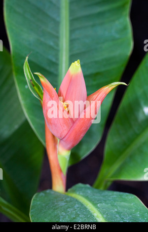 Musa laterita. Des plantes ornementales tropicales de la famille des bananes. Banque D'Images