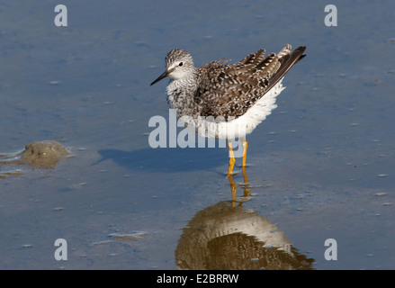 Série de 12 close-ups des rares Petit Chevalier (Tringa flavipes) échassier dans les Pays-Bas du Nord Banque D'Images