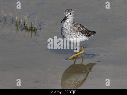 Série de 12 close-ups des rares Petit Chevalier (Tringa flavipes) échassier dans les Pays-Bas du Nord Banque D'Images