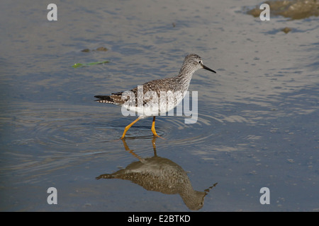 Série de 12 close-ups des rares Petit Chevalier (Tringa flavipes) échassier dans les Pays-Bas du Nord Banque D'Images