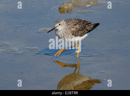 Série de 12 close-ups des rares Petit Chevalier (Tringa flavipes) échassier dans les Pays-Bas du Nord Banque D'Images