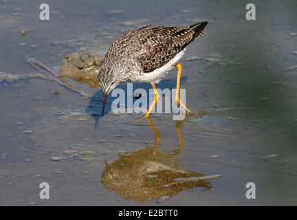 Série de 12 close-ups des rares Petit Chevalier (Tringa flavipes) échassier dans les Pays-Bas du Nord Banque D'Images