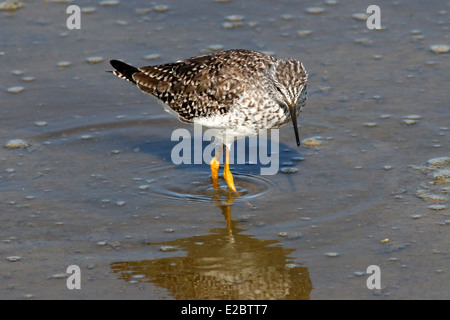 Série de 12 close-ups des rares Petit Chevalier (Tringa flavipes) échassier dans les Pays-Bas du Nord Banque D'Images