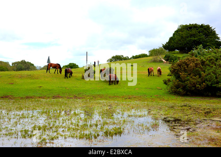 Poneys New Forest Hampshire Lyndhurst Angleterre Royaume-uni lieu touristique populaire Banque D'Images