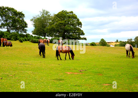 Poneys New Forest Hampshire Lyndhurst Angleterre Royaume-uni lieu touristique populaire Banque D'Images