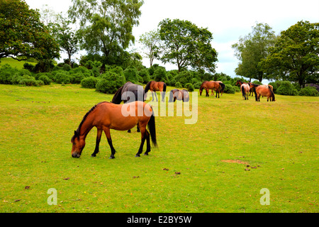 Poneys New Forest Hampshire Lyndhurst Angleterre Royaume-uni lieu touristique populaire Banque D'Images