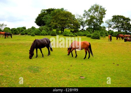 Poneys New Forest Hampshire Lyndhurst Angleterre Royaume-uni lieu touristique populaire Banque D'Images