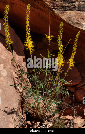 Prince's Plume (Stanleya pinnata) dans l'Est de l'Utah Banque D'Images