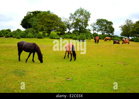 Poneys New Forest Hampshire Lyndhurst Angleterre Royaume-uni lieu touristique populaire Banque D'Images