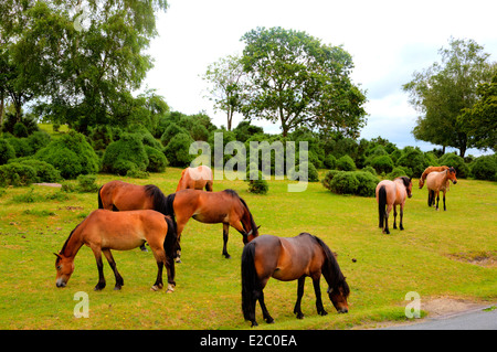 Poneys New Forest Hampshire Lyndhurst Angleterre Royaume-uni lieu touristique populaire Banque D'Images