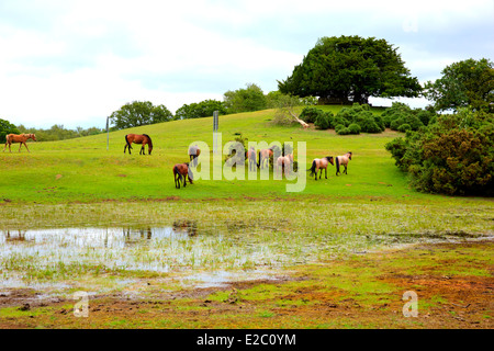 Nouvelle Forêt poneys en un étang banc Chelsea House Lyndhurst Hampshire England UK emplacement touristique populaire Banque D'Images