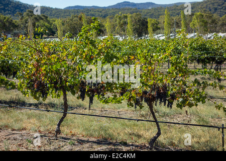 Prêt pour la récolte des raisins dans la région viticole de Stanthorpe, Queensland, Australie Banque D'Images