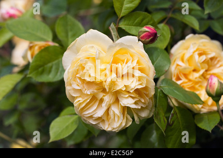 Rosa 'teasing Georgia' . La ligne jaune rose dans un jardin anglais. Banque D'Images