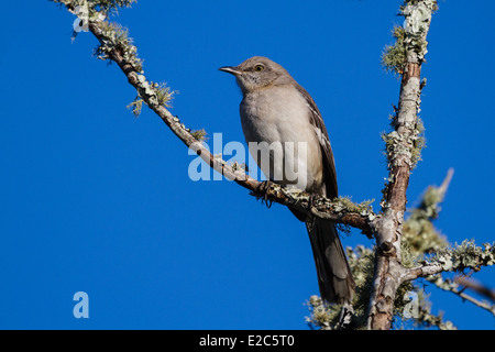 Moqueur polyglotte (Mimus polyglottos) perché sur un membre de l'arbre. Banque D'Images