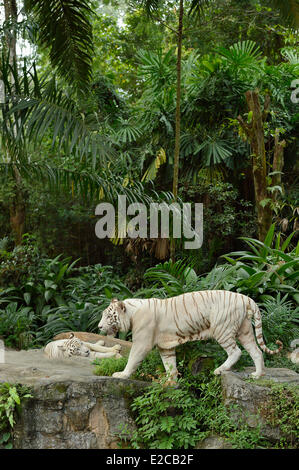 Singapore, Singapore Zoo, tigre blanc (ou tigre du Bengale) Banque D'Images
