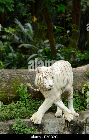 Singapore, Singapore Zoo, tigre blanc (ou tigre du Bengale) Banque D'Images