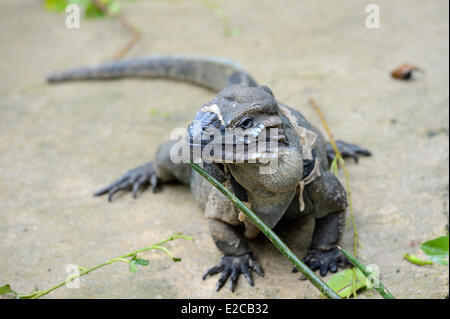 Singapore, Singapore Zoo, dragon de Komodo (Varanus komodoensis) Banque D'Images