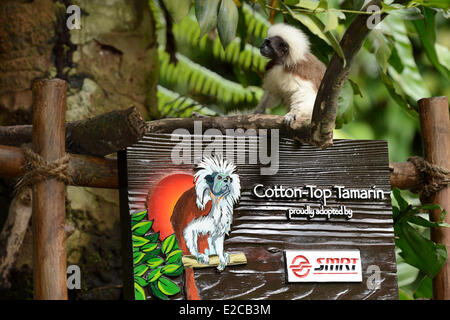 Singapour, Zoo de Singapour, le coton top tamarin (Saguinus oedipus) également connu sous le nom de tamarin Reixac Banque D'Images