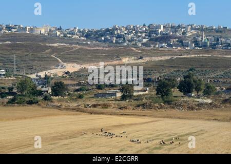 Israël, quartier Nord, la Galilée, Nazareth, berger et son troupeau de moutons Banque D'Images