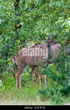 La Namibie, femme grand koudou (Tragelaphus strepsiceros) Banque D'Images