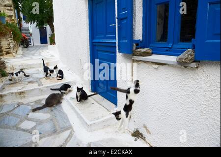 L'île de Tinos Cyclades Grèce pyrgos village cat Banque D'Images