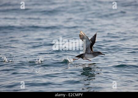 L'Algérie Oran Méditerranée (Puffinus yelkouan) Banque D'Images