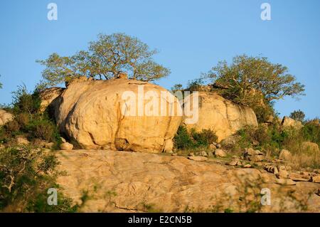 L'Afrique du Sud la région de Mpumalanga Kruger National Park Banque D'Images