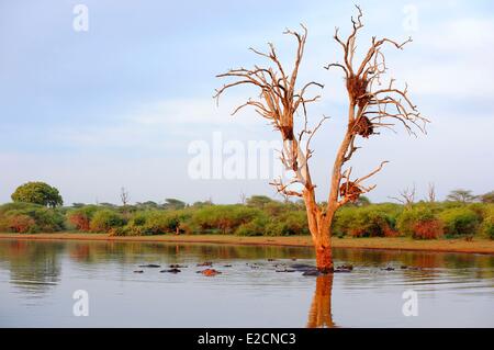 L'Afrique du Sud la région de Mpumalanga Parc National Kruger hippopotame étang près de Lower Sabie Banque D'Images