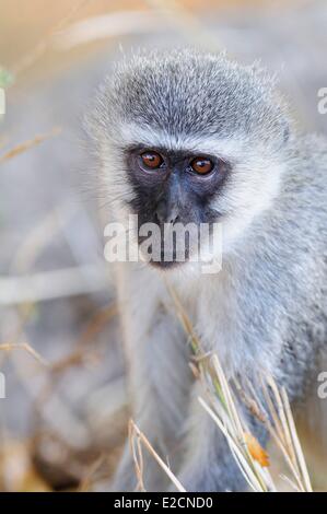 L'Afrique du Sud la région de Mpumalanga Kruger National Park et un singe (Chlorocebus pygerythrus) Banque D'Images