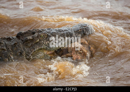 Kenya Masai Mara national reserve crocodile du Nil (Crocodylus niloticus) transportant ses proies en nageant Banque D'Images