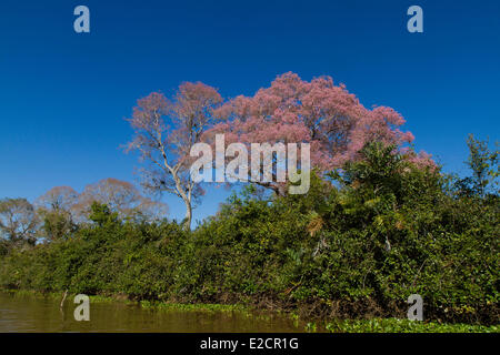 Brésil Pantanal Mato Grosso, inscrite au Patrimoine Mondial de l'UNESCO arbre à trompettes roses (Tabebuia impetiginosa) Banque D'Images