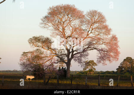 Brésil Pantanal Mato Grosso, inscrite au Patrimoine Mondial de l'UNESCO arbre à trompettes roses (Tabebuia impetiginosa) Banque D'Images