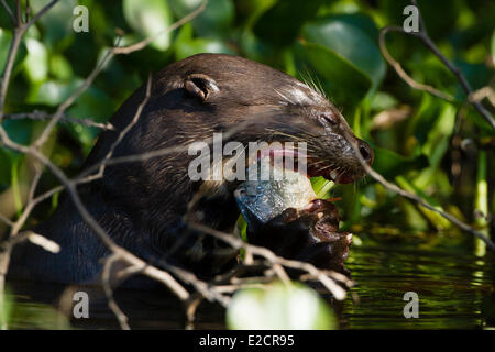 Brésil Pantanal Mato Grosso, inscrite au Patrimoine Mondial de l'UNESCO de la loutre géante (Pteronura brasiliensis) Banque D'Images