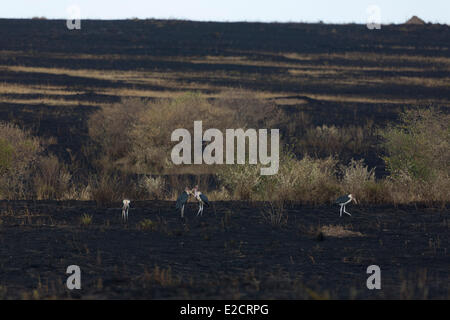 Kenya Masai Mara national reserve (crumeniferus Marabou stork Flamant rose (Phoenicopterus ruber) après un feu de brousse Banque D'Images