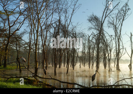 Le parc national de Nakuru au Kenya (crumeniferus Marabou stork Flamant rose (Phoenicopterus ruber) à l'aube dans la brume après l'augmentation du niveau d'eau Banque D'Images