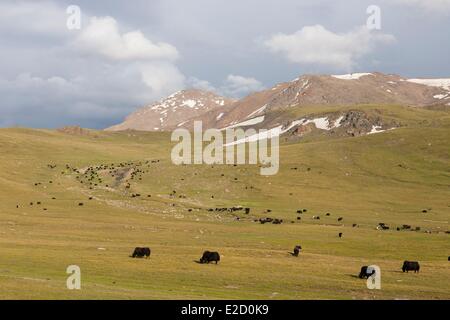 Province de Naryn Kirghizistan estivant de yacks sur les pâturages de montagne à Song-Kol lake state réserve zoologique Banque D'Images