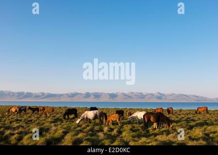 Province de Naryn Kirghizistan troupeau de chevaux sur les pâturages de montagne à Song-Kol lake state réserve zoologique Banque D'Images