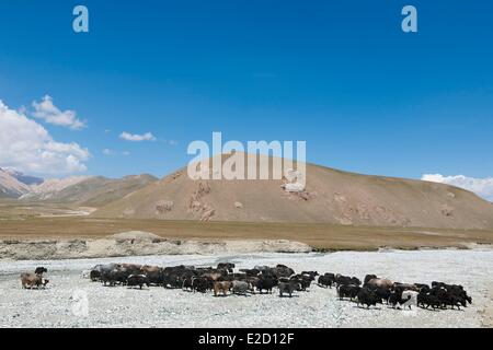 Province de Naryn Kirghizistan troupeau de yacks de la vallée de l'Arpa Banque D'Images