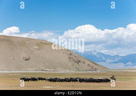 Province de Naryn Kirghizistan le "Shepperds vallée de l'Arpa et troupeau de yaks Banque D'Images